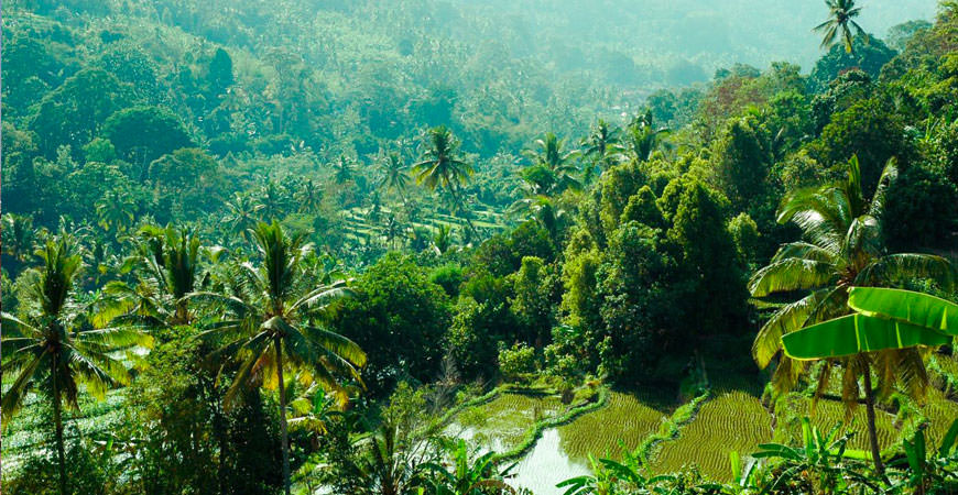 Rizières de Munduk à Bali pendant un voyage en saison sèche