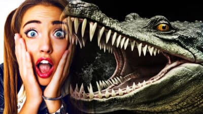 Illustration voyage — Où voir des crocodiles, alligators et caïmans ? Nos observations dans le monde