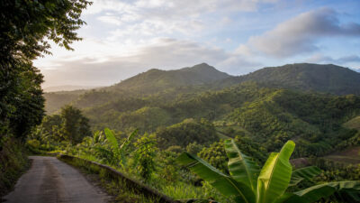 Route verdoyante dans les mornes de Martinique près de Gros-Morne